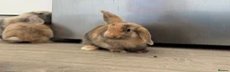 Mini Lop rabbits for sale: 13 baby bunnies -two litters ready mid-end of July - Advert 13