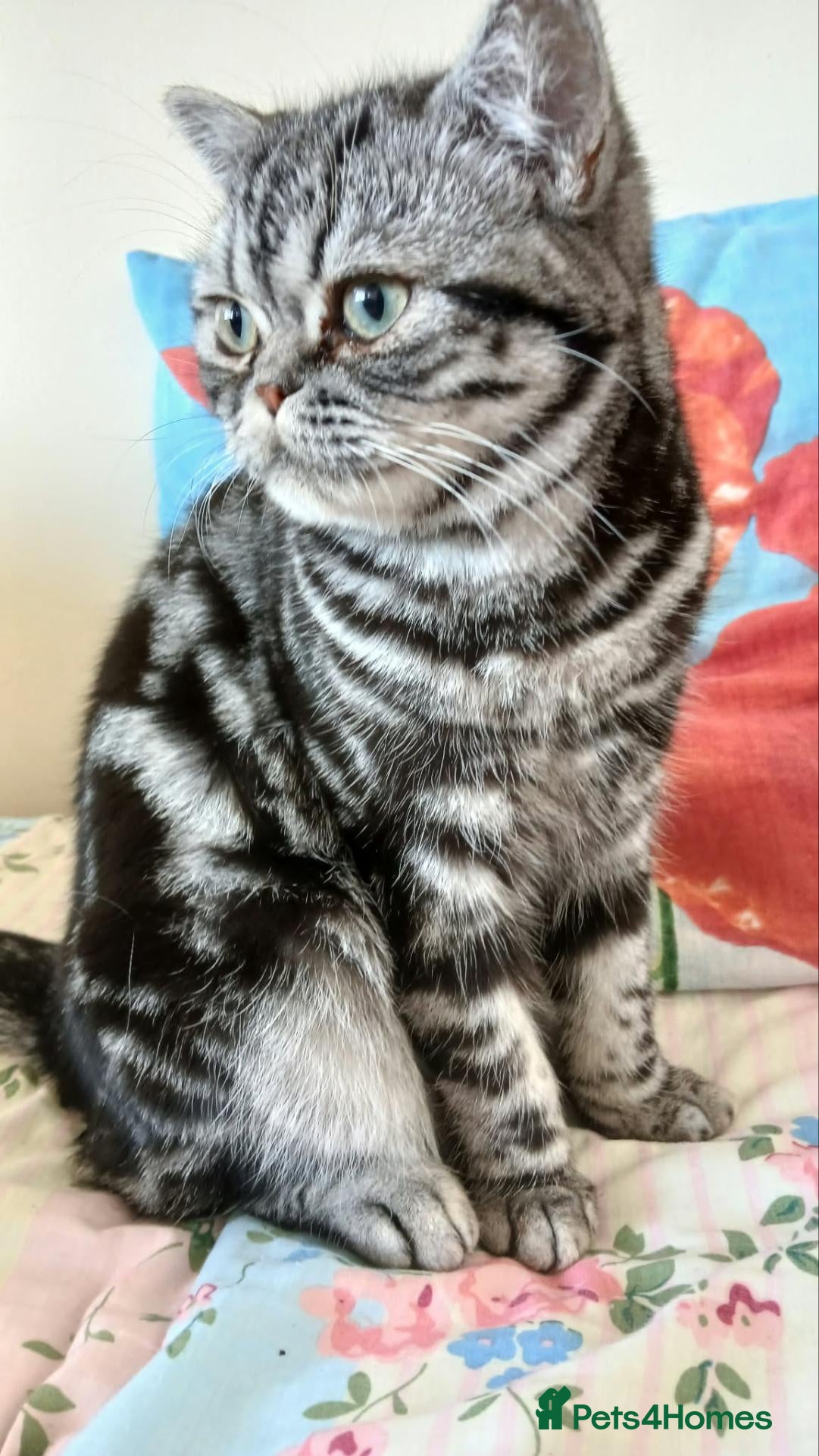 British Shorthair cats Bsh. Silver Tabby. Active/Nonactive. 🍄🍒 - Advert 7