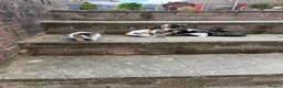 Mixed Breed cats for sale: Adorable Kittens for Sale – Loving Family Home 🐾 - Advert 4