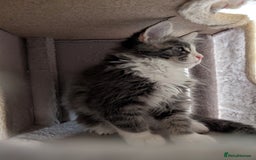 Maine Coon cats for sale: Maine Coon Kittens GCCF - Image 12