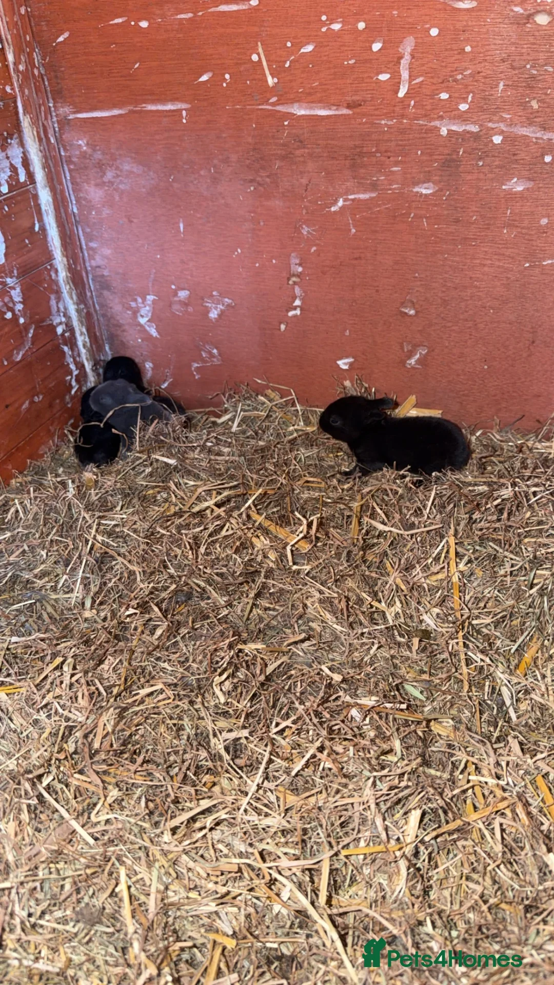 Netherland Dwarf rabbits for sale: 5 baby bunnies 4 boys and 1 girl - Advert 2