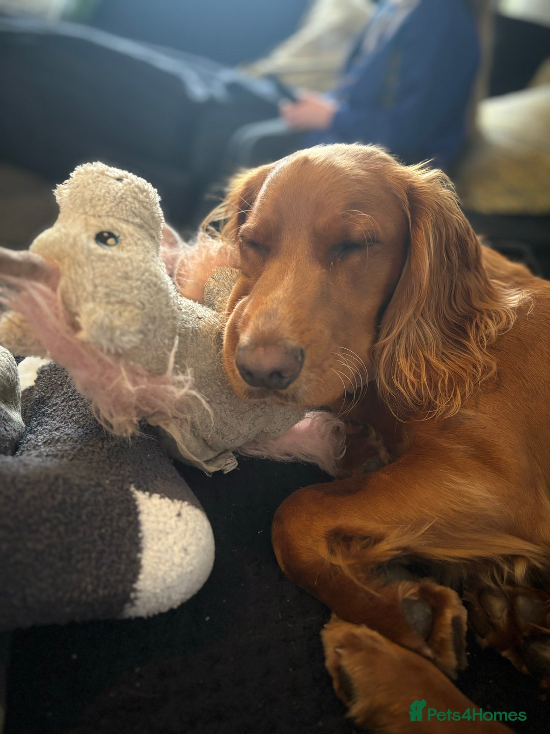 Cocker Spaniel dogs for sale: Juke cocker spaniel  - Advert 6