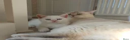 British Shorthair cats for sale: Rare BSH Colourpointed kittens - Advert 6
