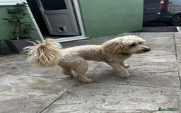 Goldendoodle dogs for stud: Ready for stud  - Image 6
