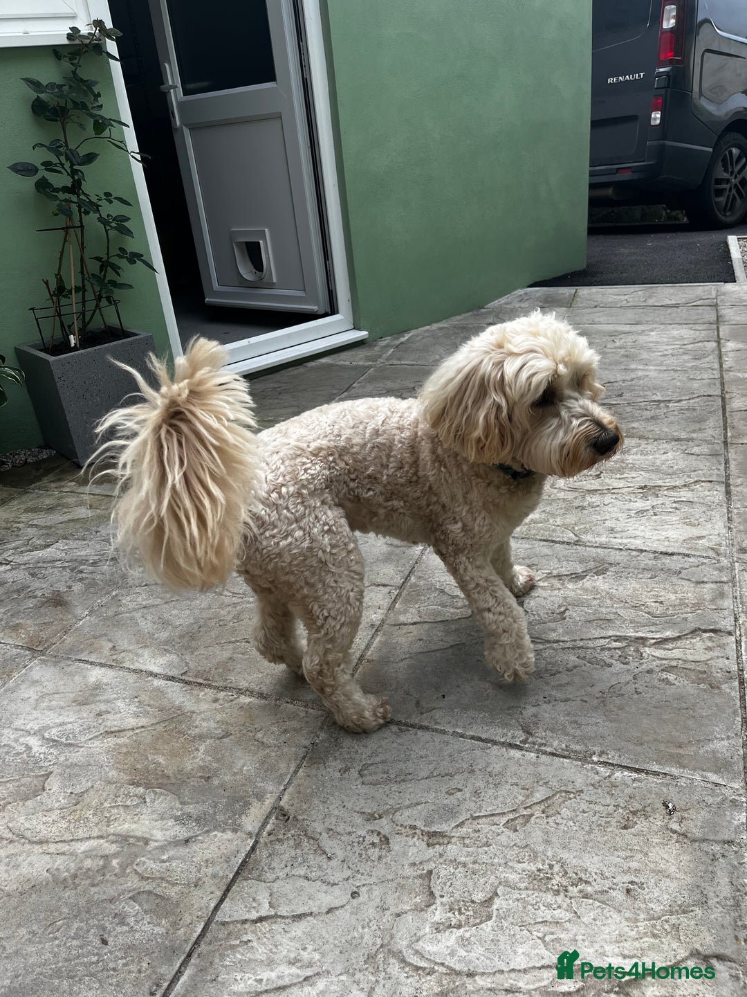 Goldendoodle dogs for stud: Ready for stud  - Image 6