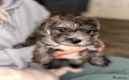 Mixed Breed dogs for sale:  Adorable Cairnoodle Cross Puppies, ready soon!  - Image 4