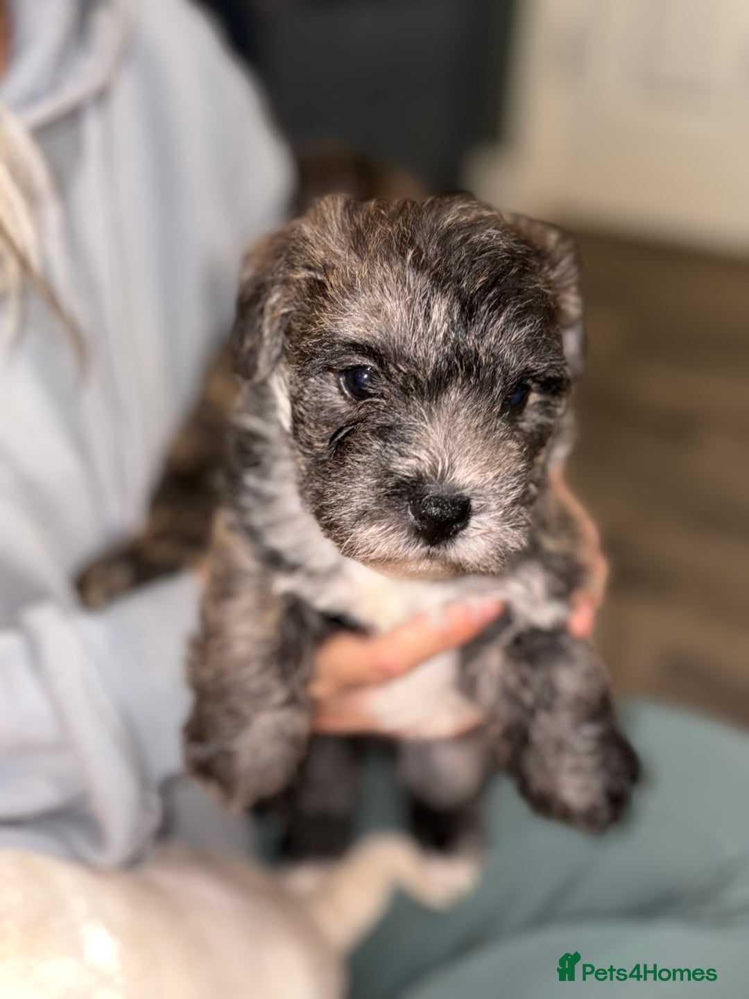 Mixed Breed dogs for sale:  Adorable Cairnoodle Cross Puppies, ready soon!  - Image 4