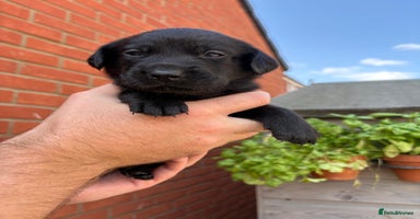 Labrador Retriever dogs - Advert 1