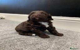 Cockapoo dogs for sale: Chocolate and tan cocker poo puppy’s for sale  - Image 5