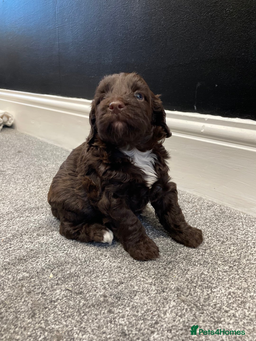 Cockapoo dogs for sale: Chocolate and tan cocker poo puppy’s for sale  - Image 5