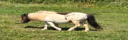 Shetland pony horses for sale: Shetland Mare and Filly foal - Advert 4