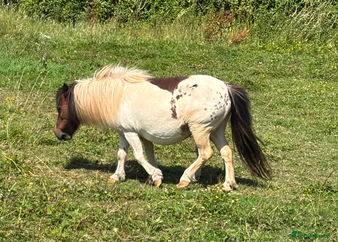 Shetland pony horses for sale: Shetland Mare and Filly foal - Advert 4