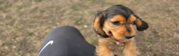 Cocker Spaniel dogs for sale: Cocker Spaniel KC Registered  - Advert 7