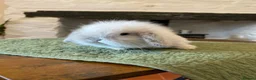 Mini Lop rabbits for sale: Exquisite Lilac Mini Lops - Advert 6