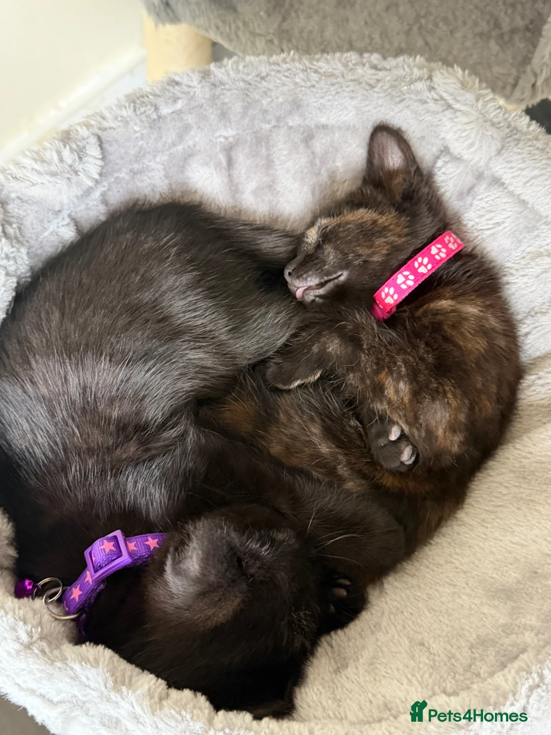 British Shorthair cats for sale: 2 female kittens - FREE - Advert 12