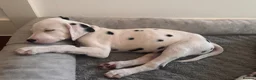 Dalmatian dogs for sale: 🖤 Ready now ONE BOY LEFT Dalmatian Puppies 🖤 - Advert 3