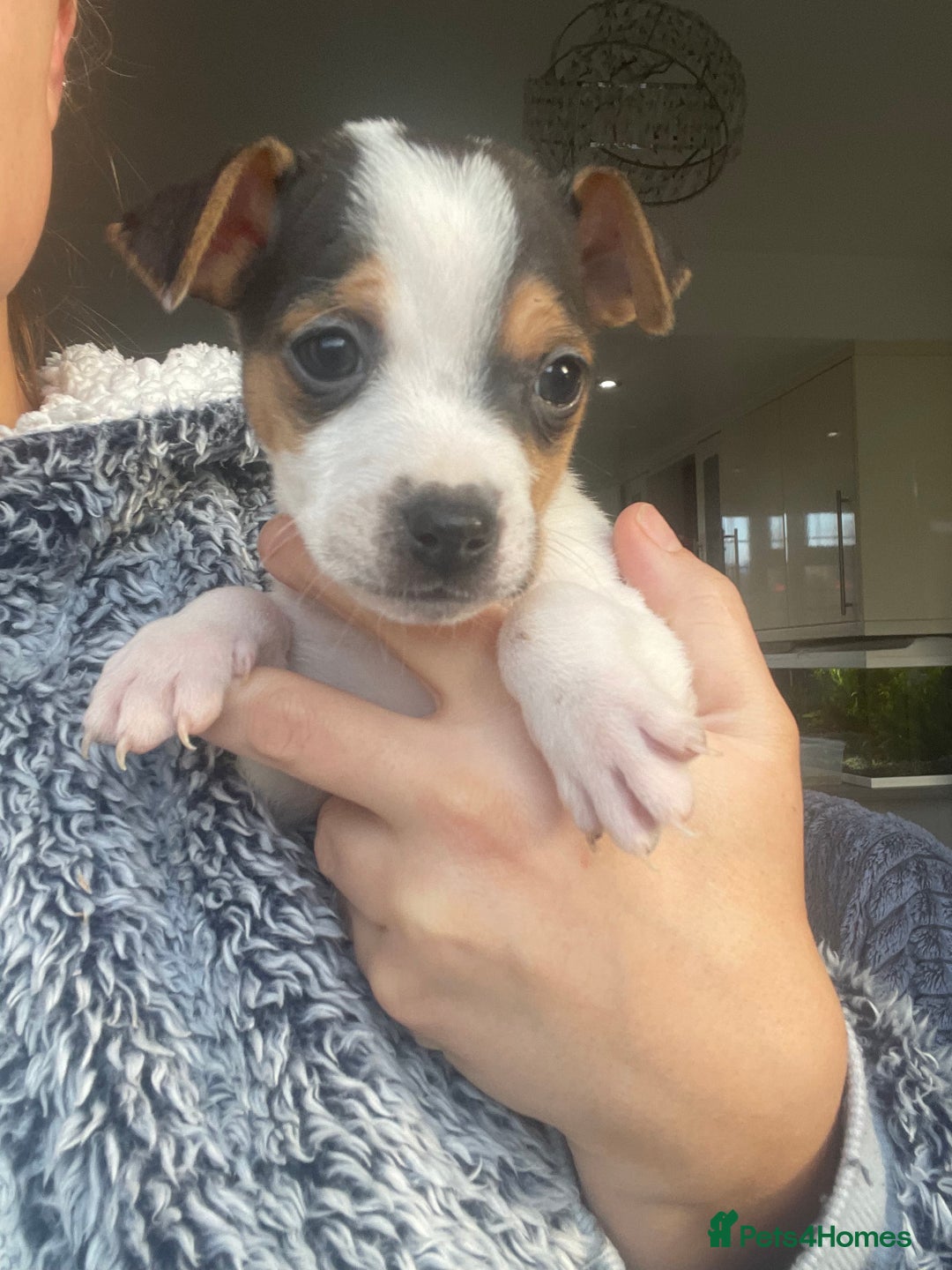 Jack Russell dogs for sale: READY NOW! OutstandingJack Russell puppies - Advert 3