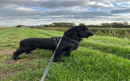 Cocker Spaniel dogs for sale: Show type cocker spaniel  - Image 3