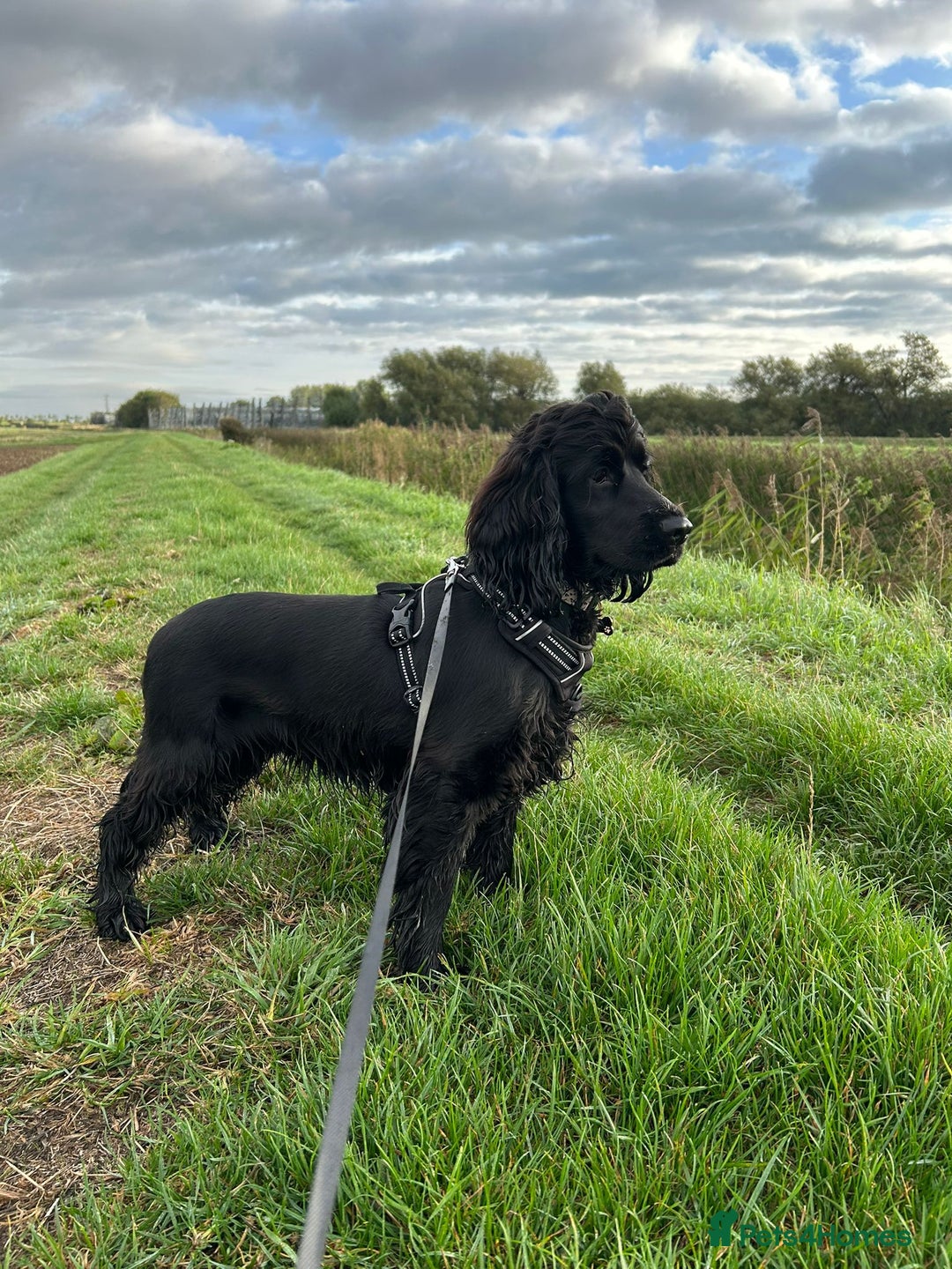 Cocker Spaniel dogs for sale: Show type cocker spaniel  - Image 3