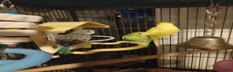 Budgerigars birds for sale: Beautiful baby budgies  - Advert 6
