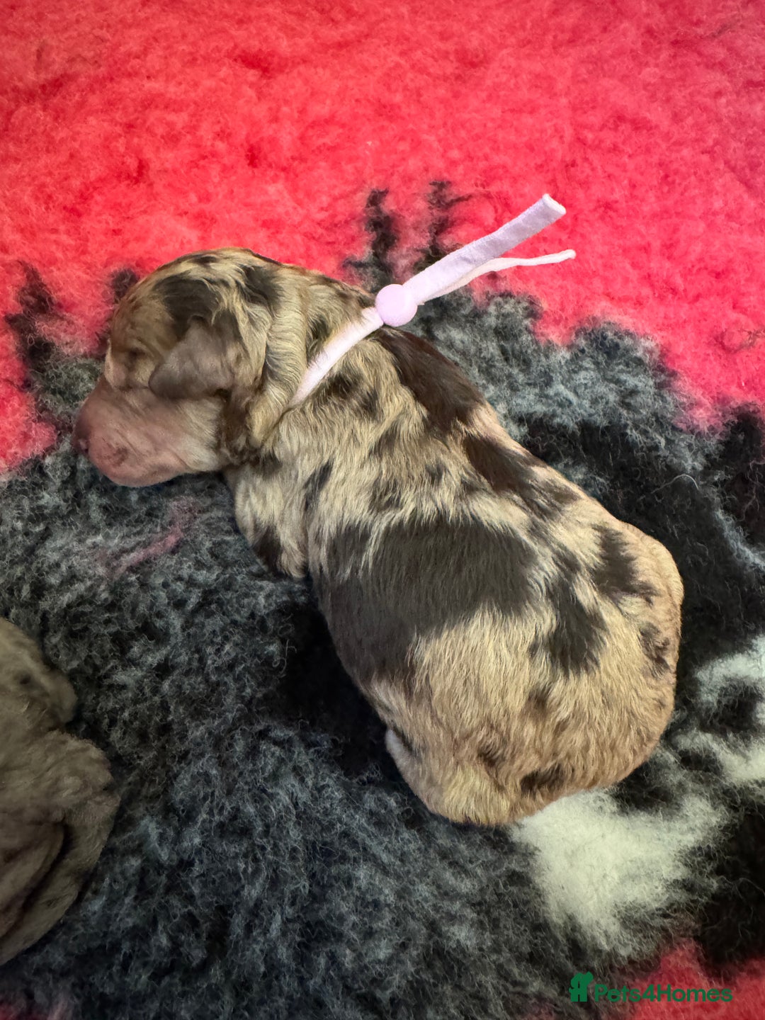 Labradoodle dogs for sale: Labradoodle x toy poodle - Merle  - Image 7