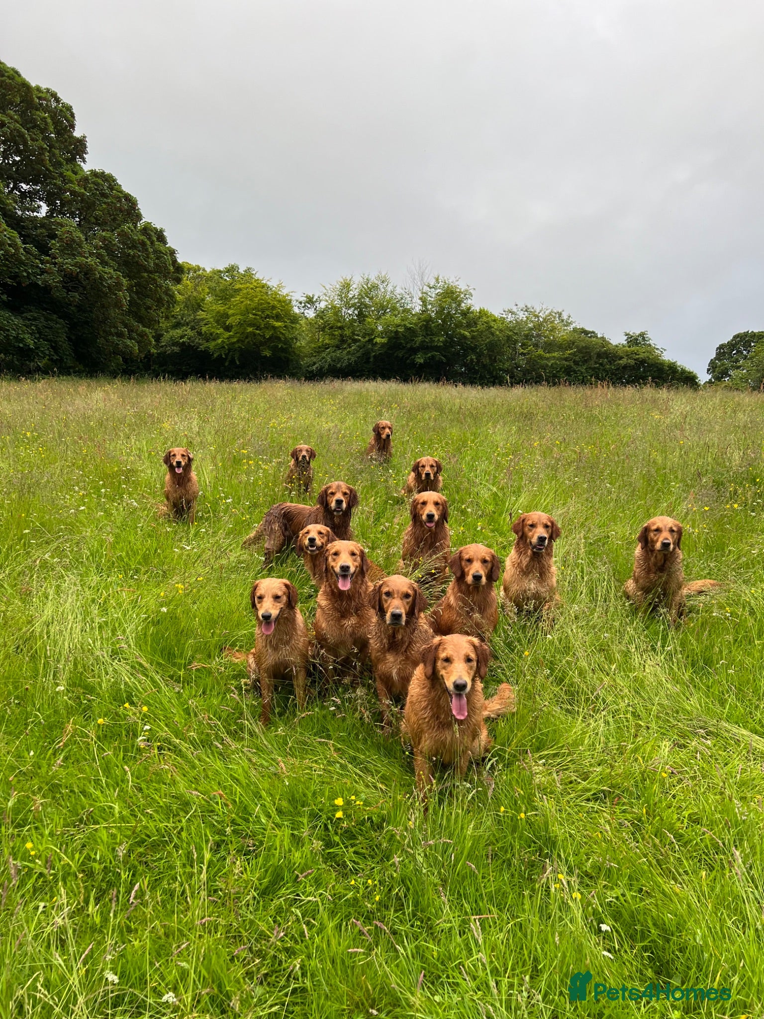 Golden Retriever dogs KC Golden Retriever Fox Red Working Pups - Advert 1