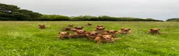 Golden Retriever dogs for sale: KC Golden Retriever Fox Red Working Pups - Advert 1