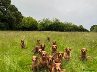Golden Retriever dogs KC Golden Retriever Fox Red Working Pups - Advert 1