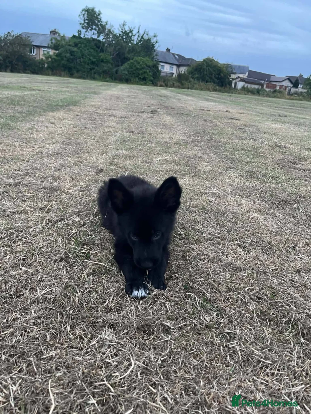 German Shepherd dogs for sale: Puppy for sale  - Advert 5