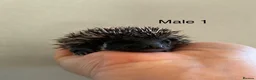 Pygmy Hedgehog rodents for sale: Gorgeous litter for Sale!  - Advert 7