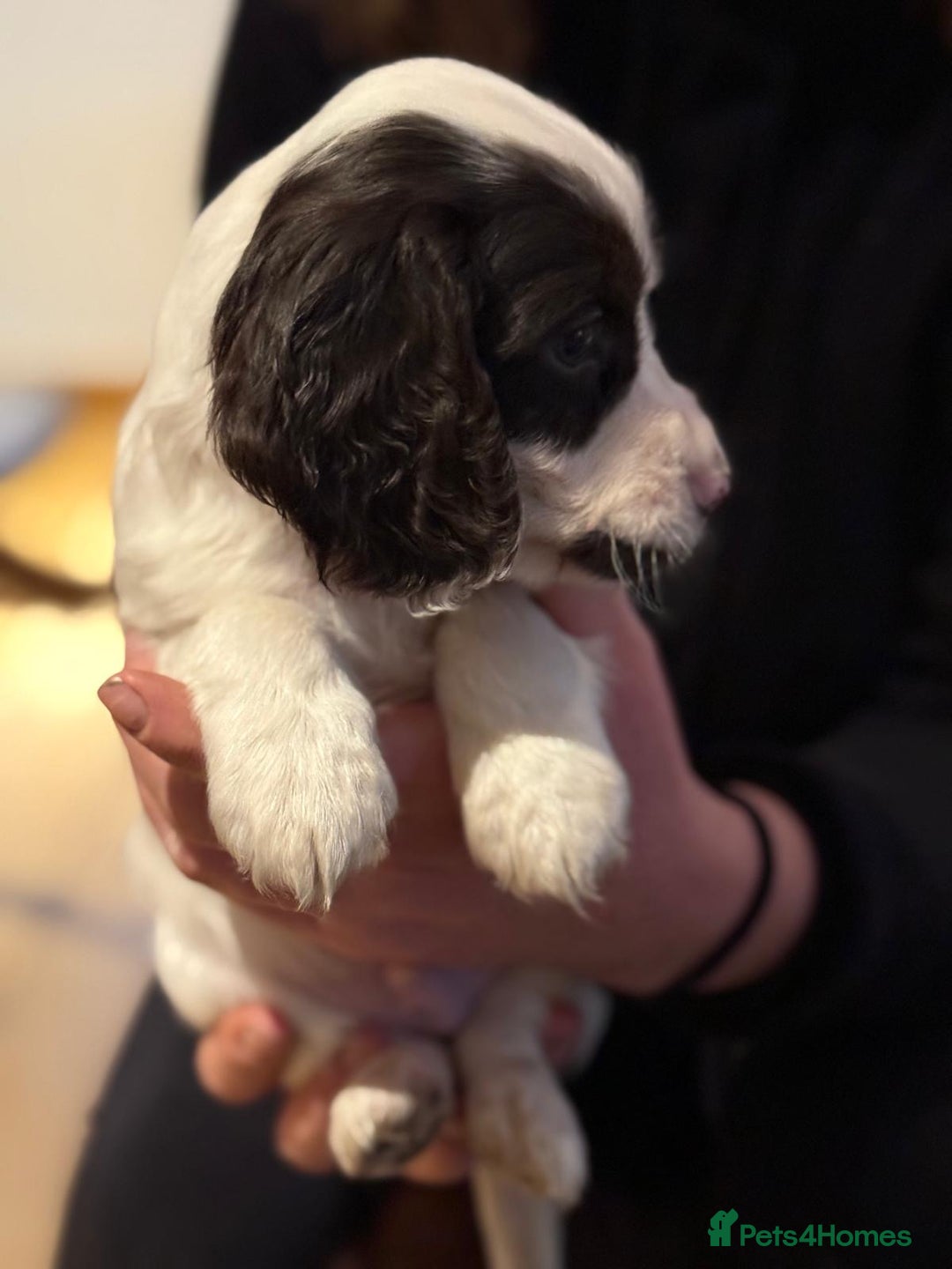 Cocker Spaniel dogs for sale: 2 cocker spaniel puppies left - Advert 2
