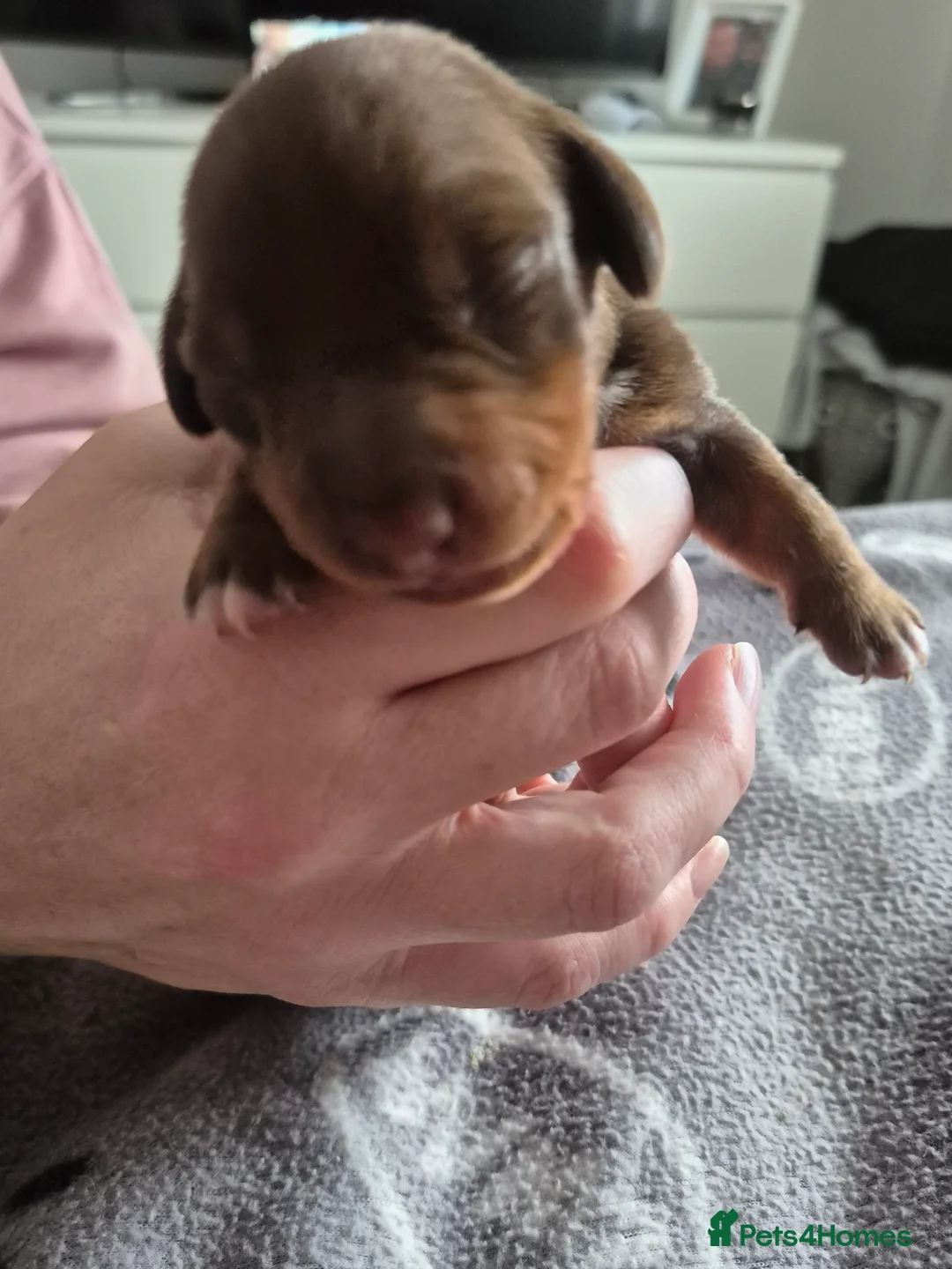 Miniature Dachshund dogs for sale: Miniture dachshund smooth hair puppies  - Advert 5