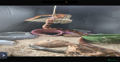 Corn Snake reptiles - Advert 2