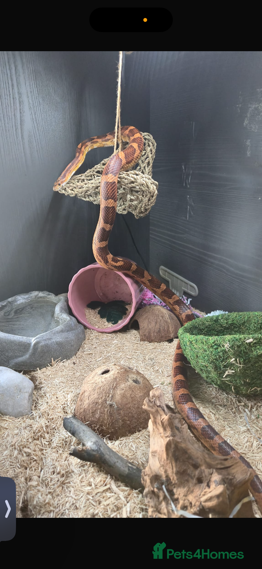 Corn Snake reptiles for sale: male corn snake - Image 3