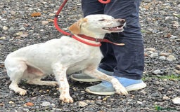 Mixed Breed dogs for adoption: JONNY - Image 11
