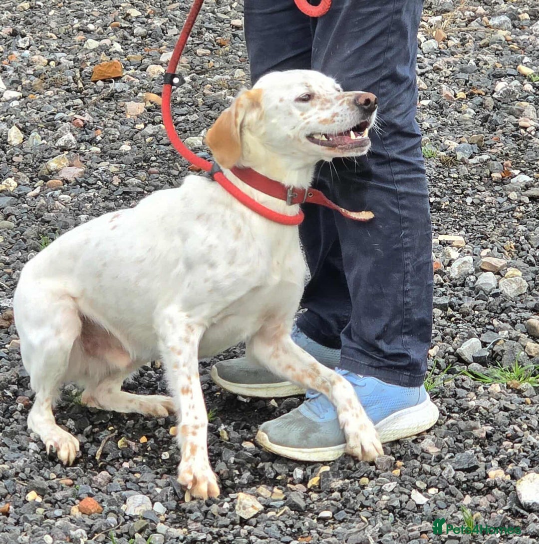Mixed Breed dogs for adoption: JONNY - Image 11