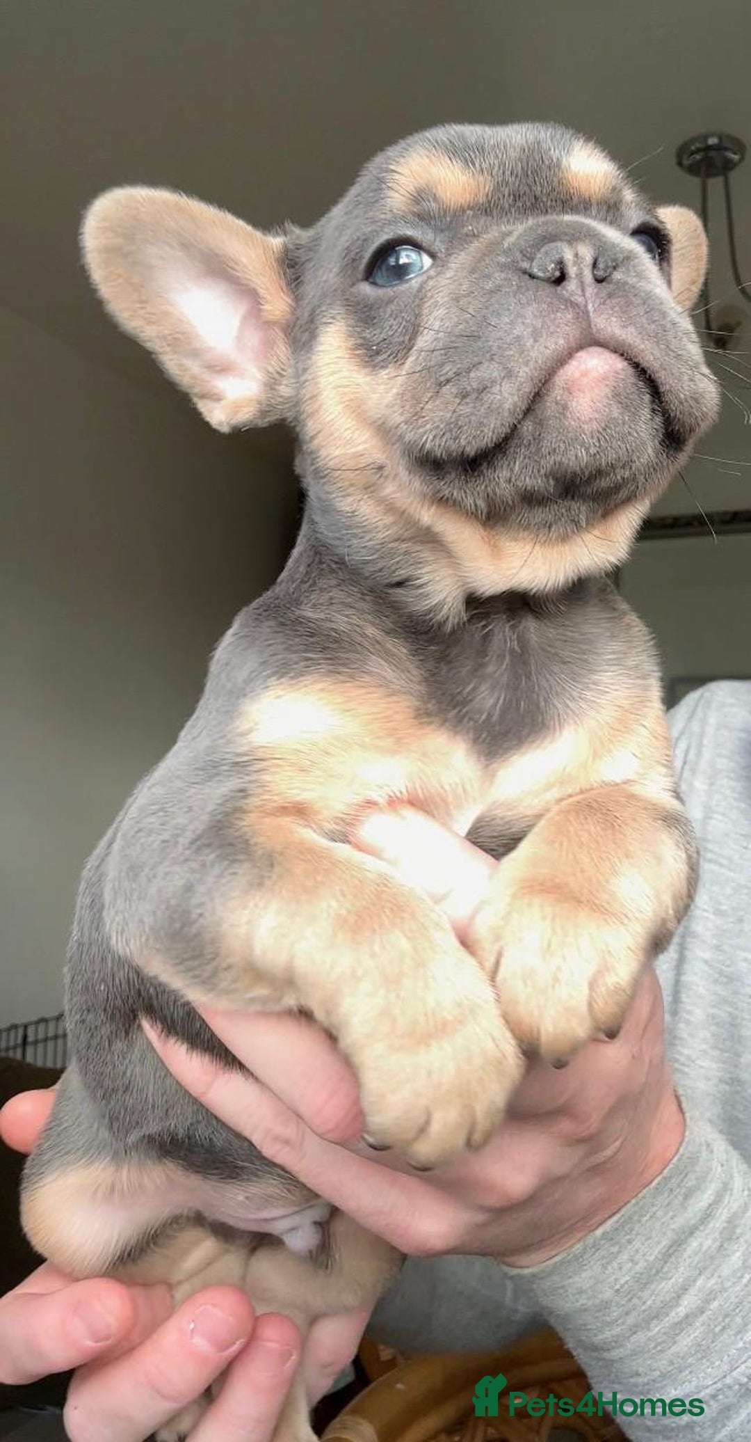 French Bulldog dogs for sale: Gorgeous litter of 4 blue French bulldogs - Advert 3