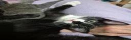 Ragdoll cats for sale: BSH Ragdoll mix - Advert 8