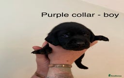 Mixed Breed dogs for sale: Pointer-vizsla-dor puppies - Image 6