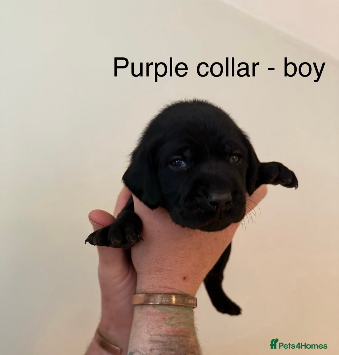 Mixed Breed dogs for sale: Pointer-vizsla-dor puppies - Image 6