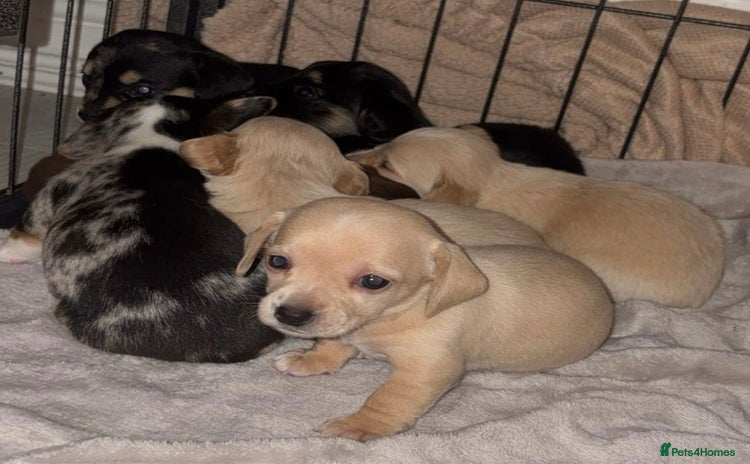 Chiweenie dogs - Advert 2