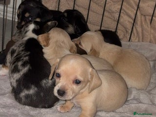 Chiweenie dogs - Advert 1