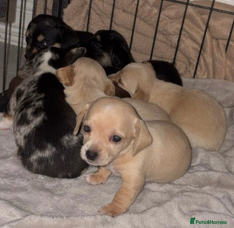 Chiweenie dogs - Advert 2