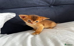 Abyssinian cats for sale: Perfect girl Ready to Go 💝 - Image 32