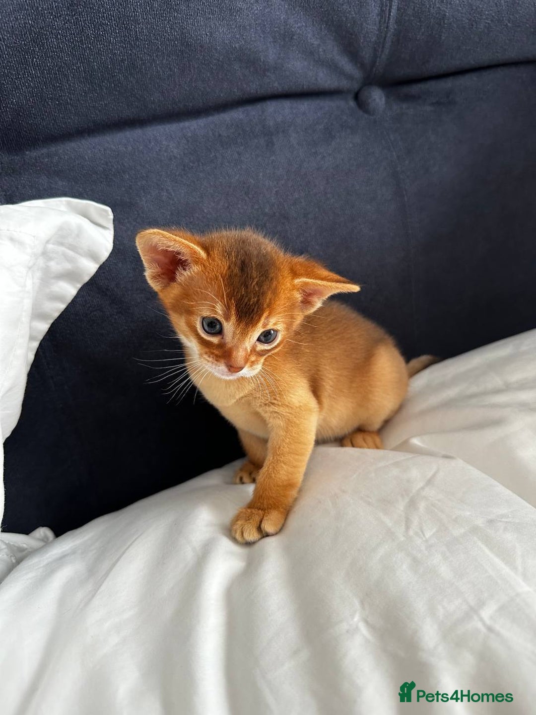Abyssinian cats for sale: Perfect girl Ready to Go 💝 - Image 32