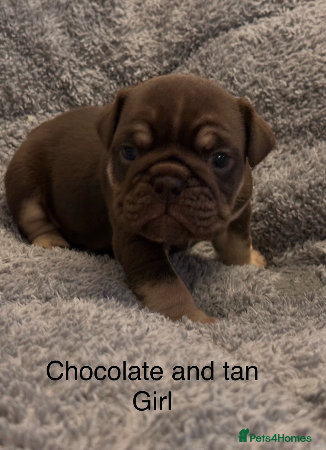 English Bulldog dogs for sale: QUALITY 5* ENGLISH BULLDOG PUPPIES - Advert 9
