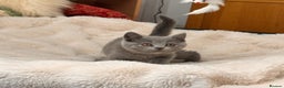 British Shorthair cats for sale: !!Champion bloodline!!GCCF British shorthair stoke - Advert 5