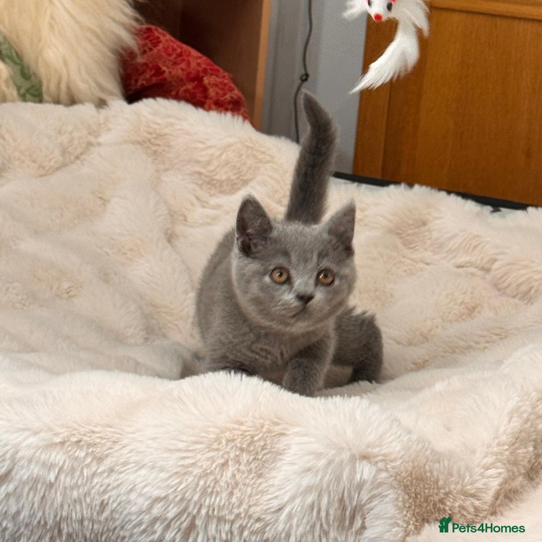 British Shorthair cats for sale: !!Champion bloodline!!GCCF British shorthair stoke - Advert 5