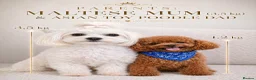 Maltipoo dogs for sale: ⭐Tiny Maltipoo Puppies |Maltese x Asian Toy Poodle - Advert 1