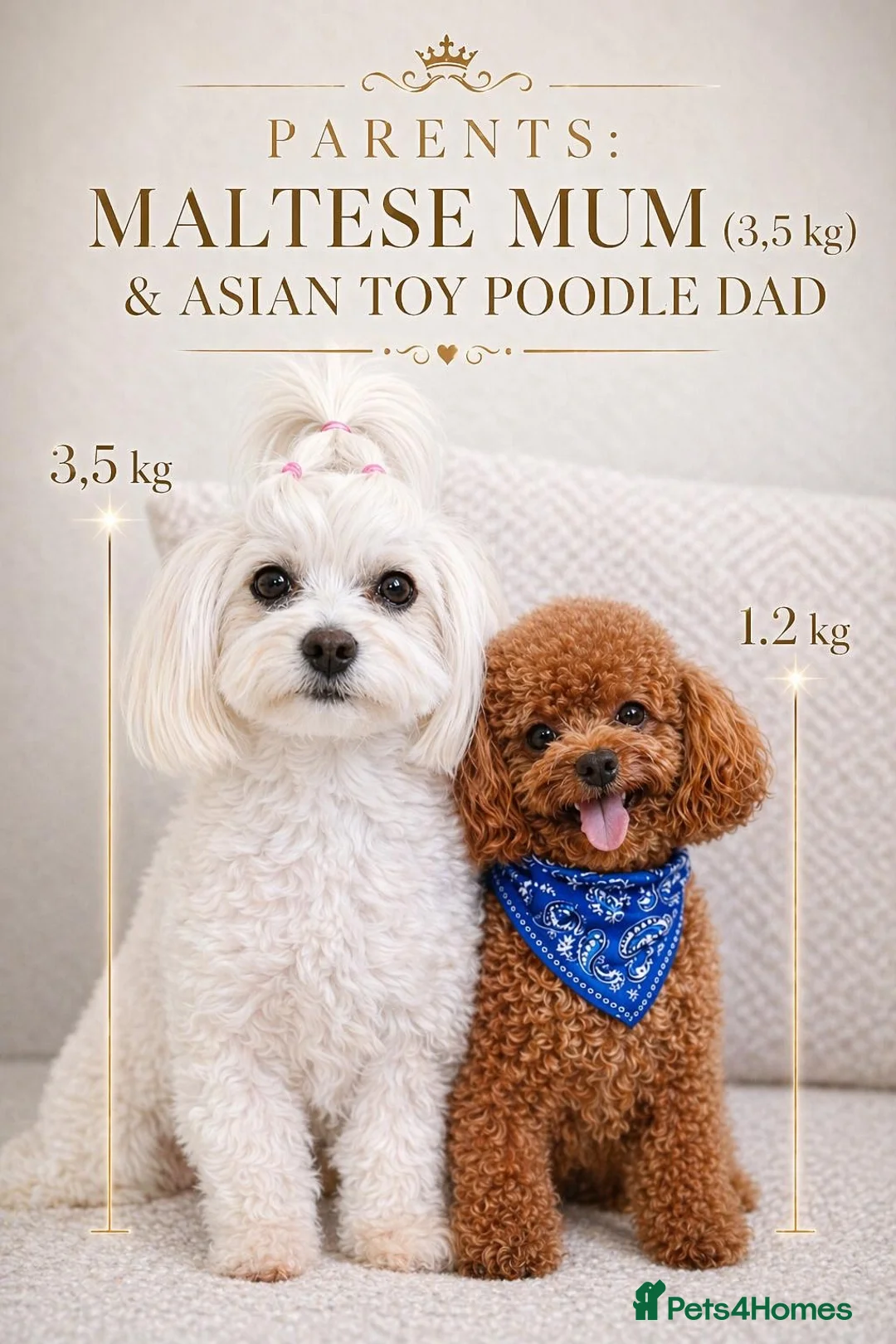Maltipoo dogs for sale: ⭐Tiny Maltipoo Puppies |Maltese x Asian Toy Poodle - Advert 1